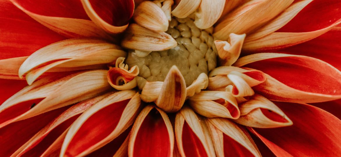 annie-spratt-O6y8KakJo8c-unsplash